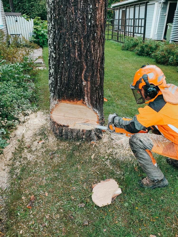 Trädfällning arbete